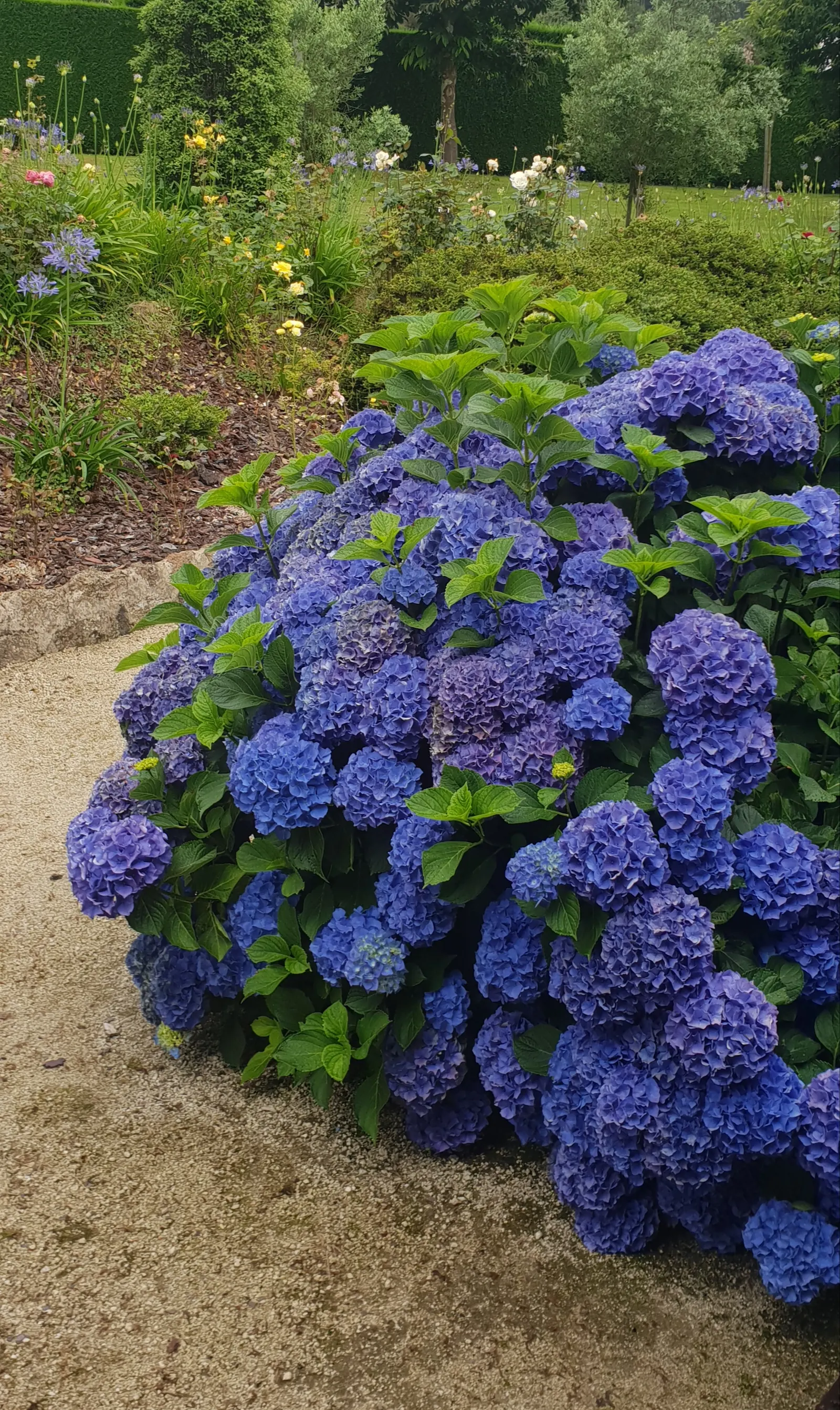 Hydrangea (Hydrangea Species) — Encompassing a variety of species; hydrangeas are adaptable shrubs that can range in size from compact cultivars of, image 74
