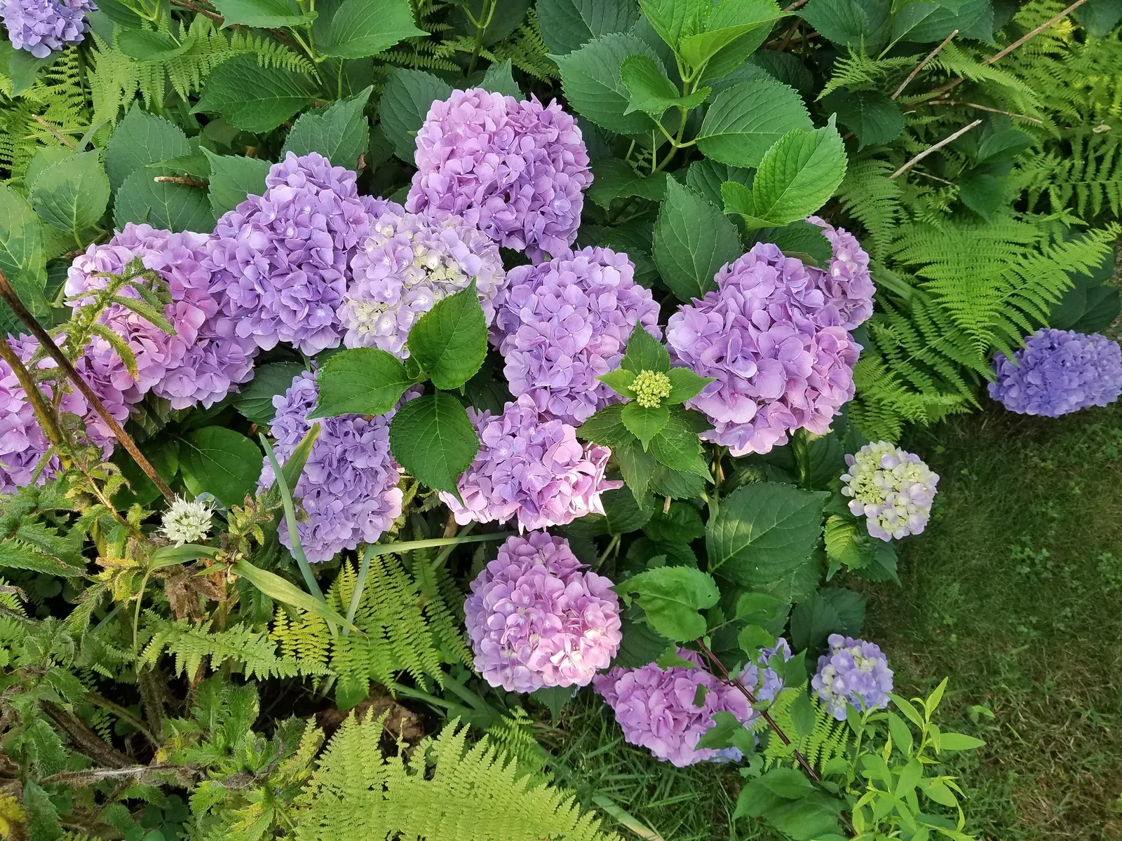 Hydrangea (Hydrangea Species) — blue and pink and white flowers in the garden; hardy in USDA zones 3 through 9, image 108