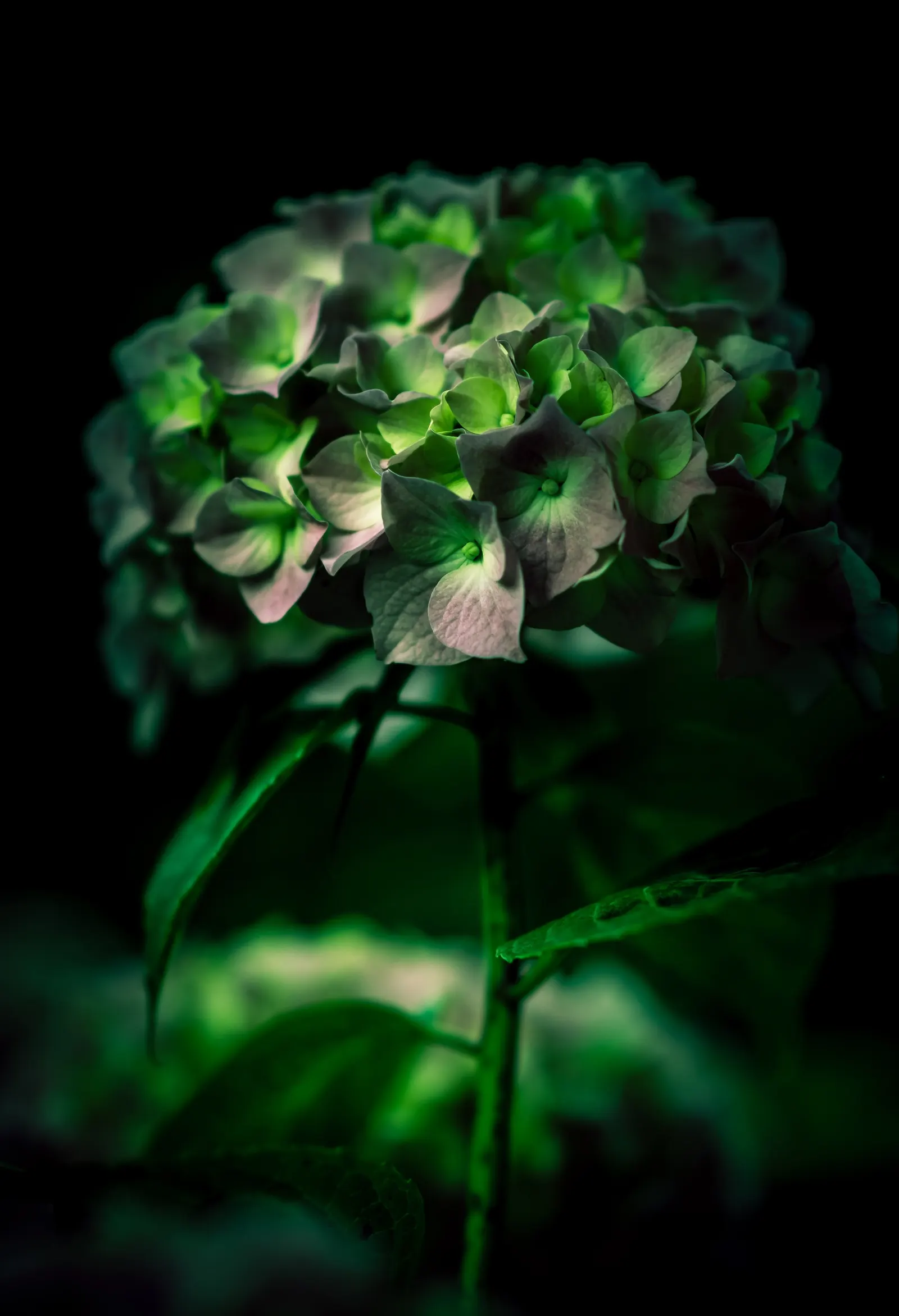 Hydrangea (Hydrangea Species) — shrub for half or shade; making them an excellent choice for gardeners seeking a dramatic yet manageable addition, image 88