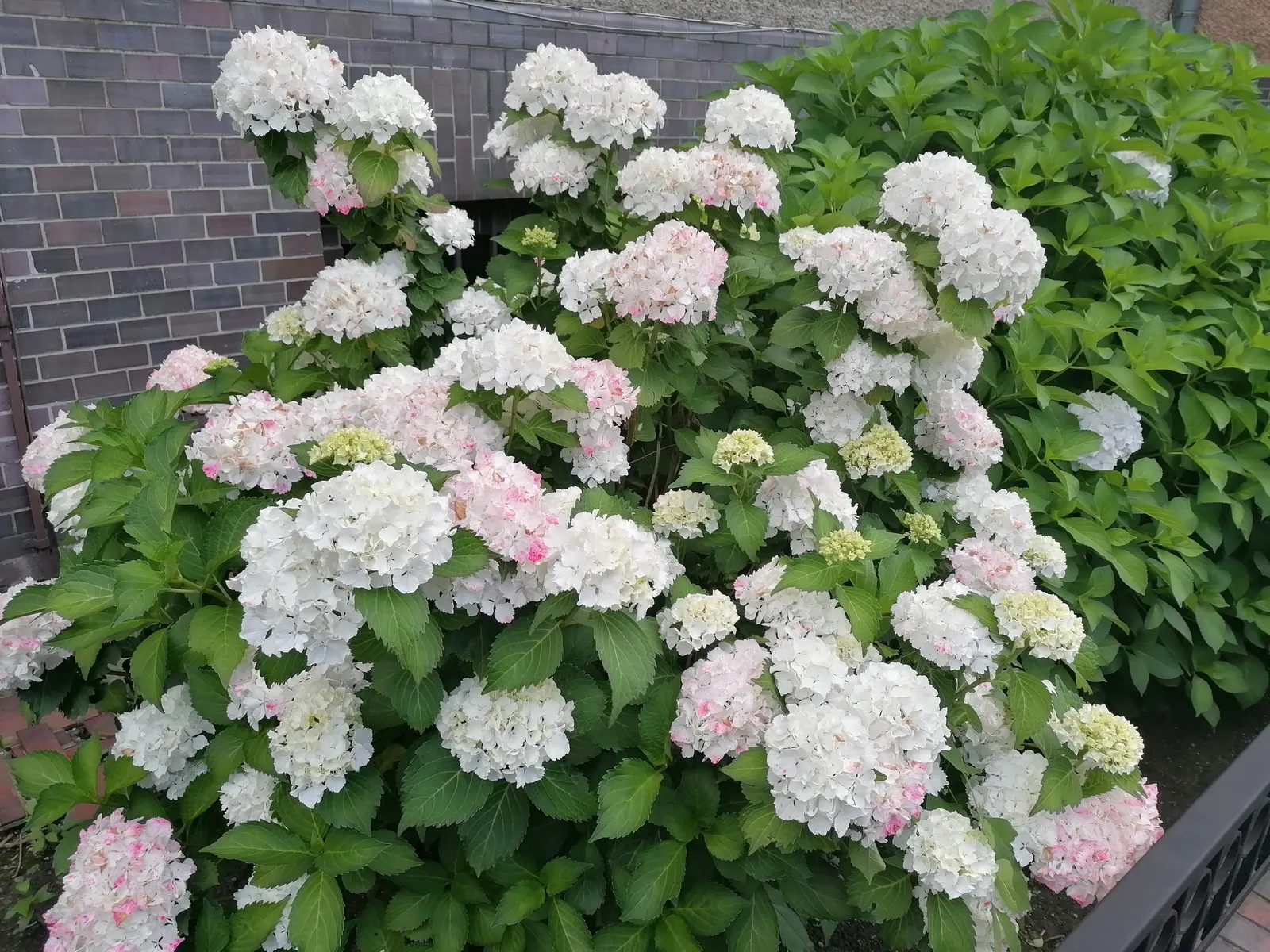 Hydrangea (Hydrangea Species) — these deciduous shrubs exhibit their floral mastery from early spring through late fall; shrub for half or shade
