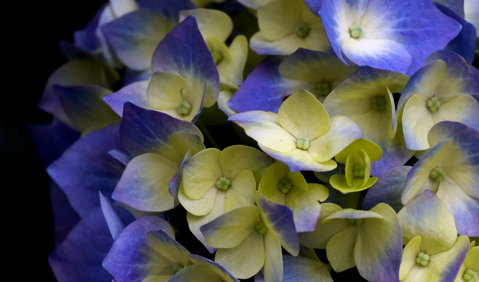 Hydrangea (Hydrangea Species) — hydrangeas are adaptable shrubs that can range in size from compact cultivars of 3 feet in height and spread