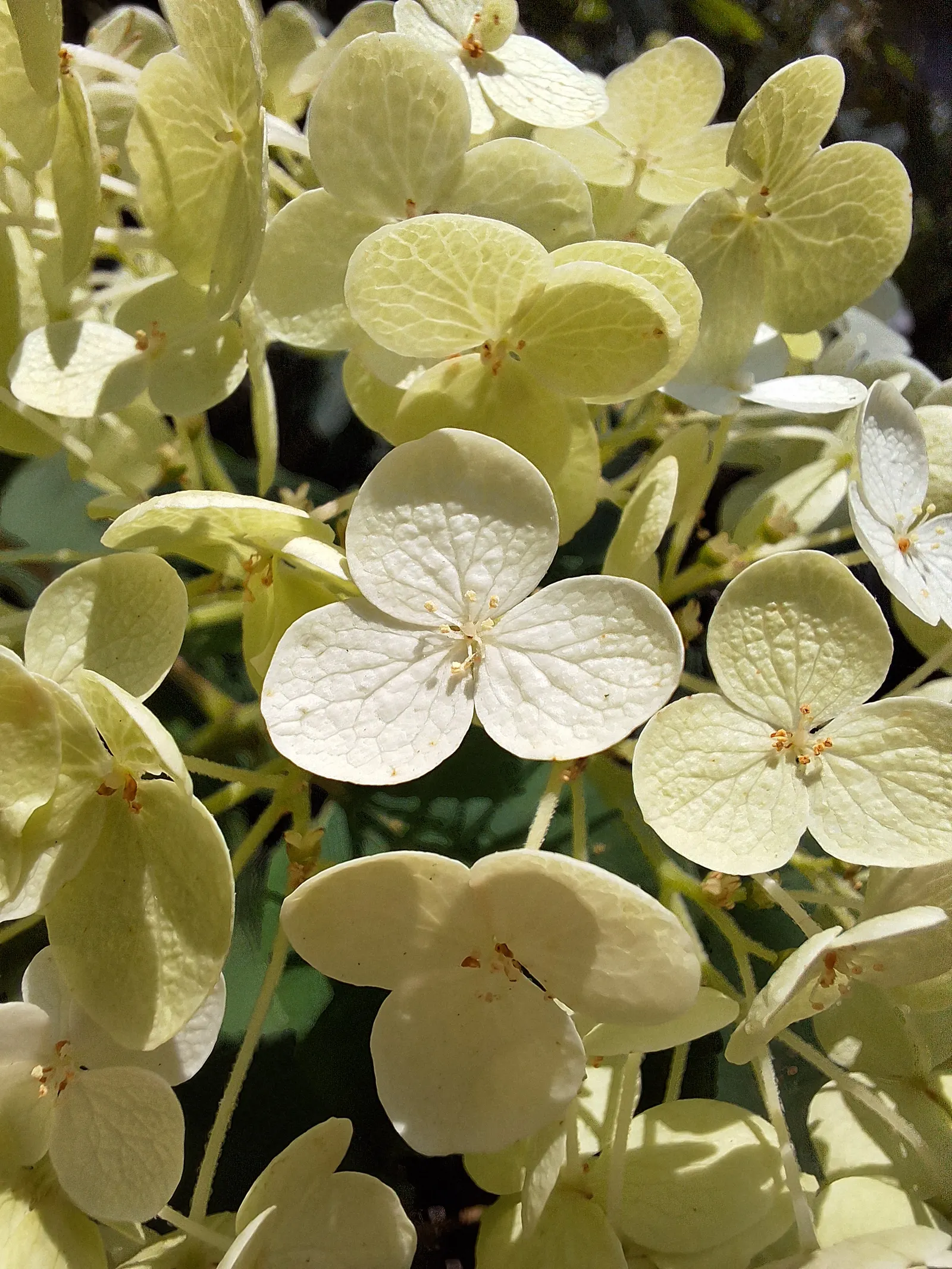 Hydrangea (Hydrangea Species) — moist soil and thrive in part to full shade; shrub with blue and pink and white blooms