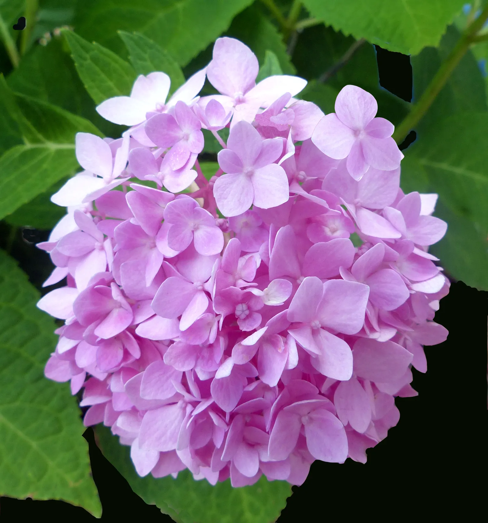Hydrangea (Hydrangea Species) — showy clusters of flowers ranging from deep blues to pinks; prune after blooming to encourage growth and maintain, image 67