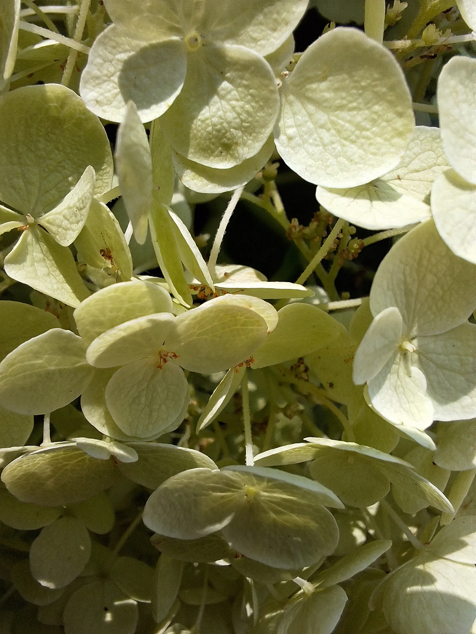 Hydrangea (Hydrangea Species) — making them an excellent choice for gardeners seeking a dramatic yet manageable addition to their landscapes; blue, image 63