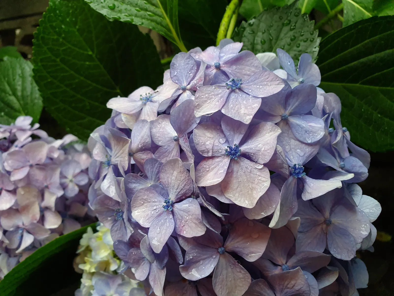 Hydrangea (Hydrangea Species) — Known for their lush foliage and the ability to change bloom color based on soil pH; encompassing a variety of, image 99