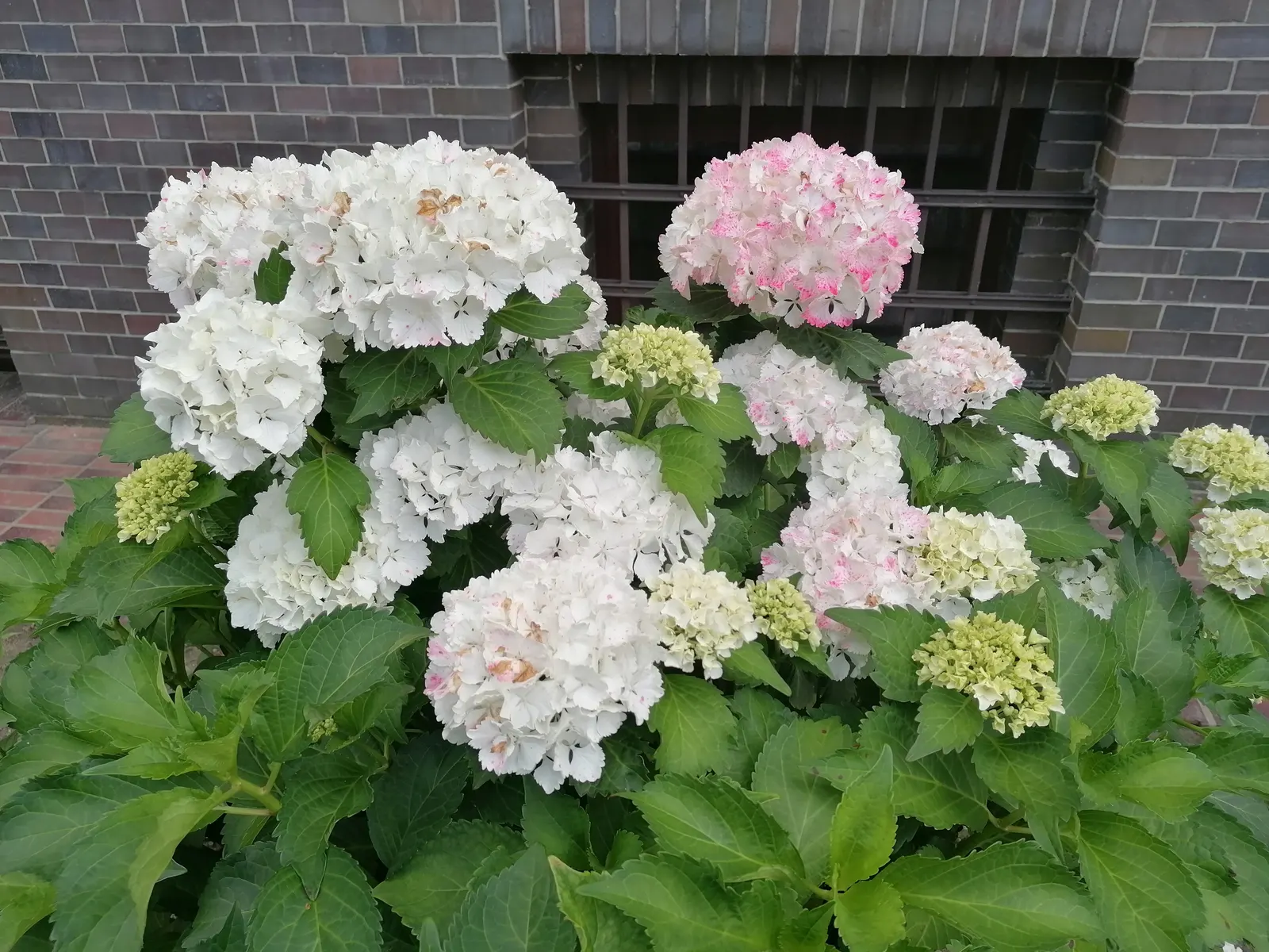Hydrangea (Hydrangea Species) — Hydrangeas prefer well-drained