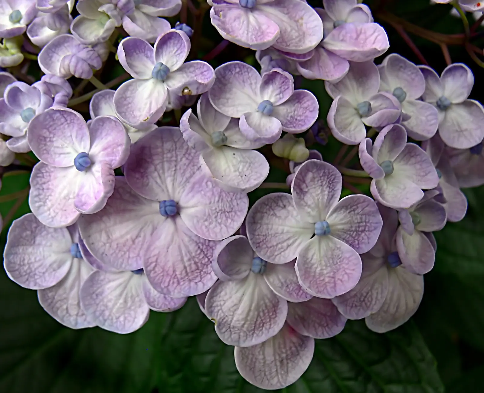Hydrangea (Hydrangea Species) — a captivating genus within the plant family Hydrangeaceae; planting hydrangeas in groups or as a border can create, image 72