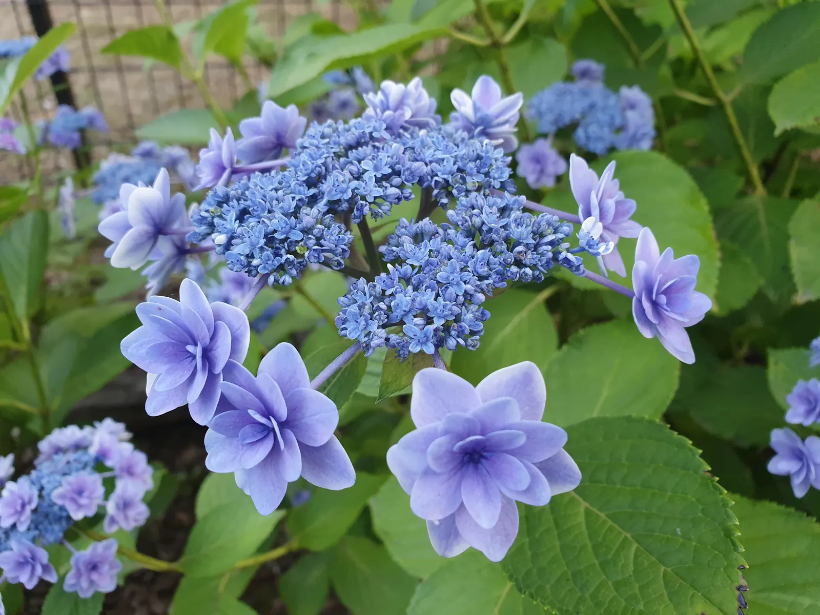 Hydrangea (Hydrangea Species) — These deciduous shrubs generally thrive in partial shade and well-drained, moist soil; known for their lush foliage, image 90