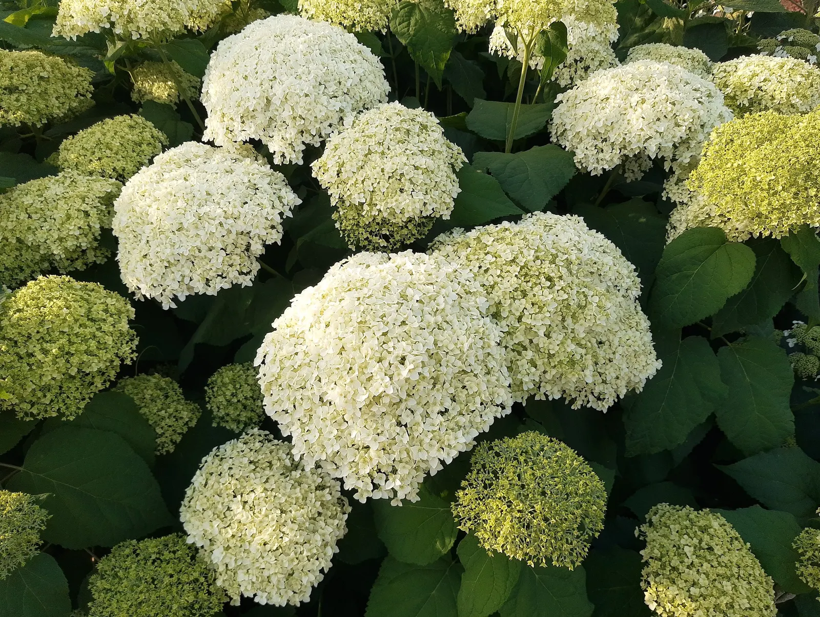 Hydrangea (Hydrangea Species) — shrub with blue and pink and white blooms; respectively.<br><br>Hardy in USDA zones 3 through 9, image 87