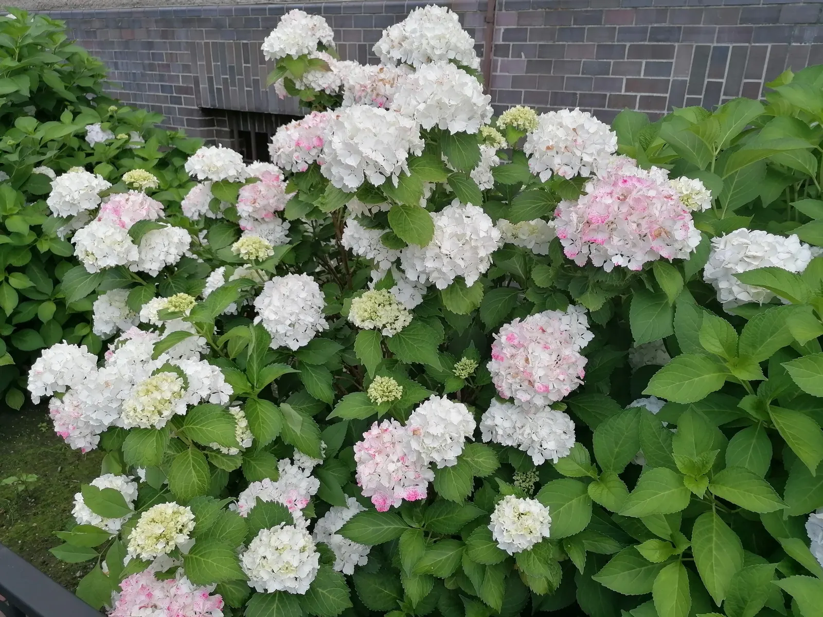 Hydrangea (Hydrangea Species) — to vigorous species that can reach up to 15 feet tall with a matching breadth; showy clusters of flowers ranging, image 98