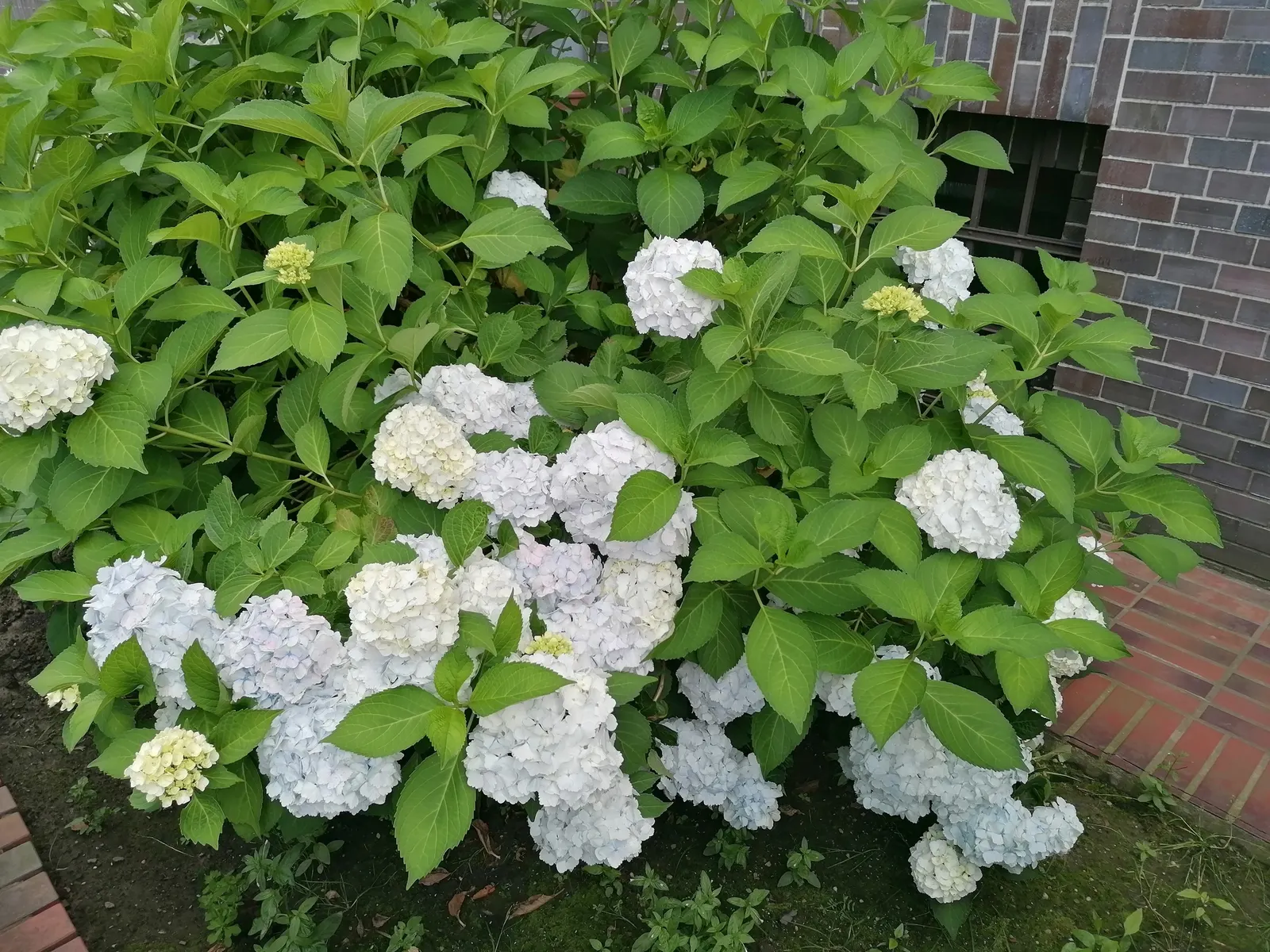 Hydrangea (Hydrangea Species) — showy clusters of flowers ranging from deep blues to pinks; prune after blooming to encourage growth and maintain, image 89