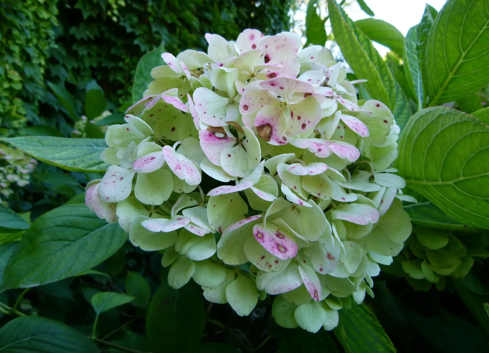 Hydrangea (Hydrangea Species) — Hydrangeas prefer well-drained; with some species like the 'Endless Summer' series showcasing blooms throughout the, image 59