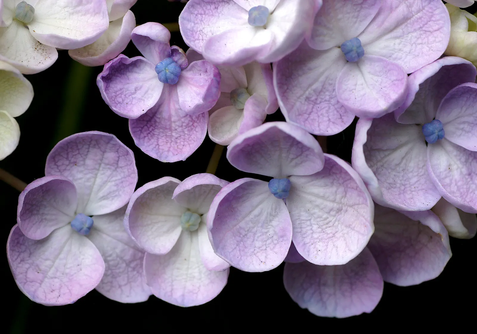 Hydrangea (Hydrangea Species) — making them an excellent choice for gardeners seeking a dramatic yet manageable addition to their landscapes; blue, image 107