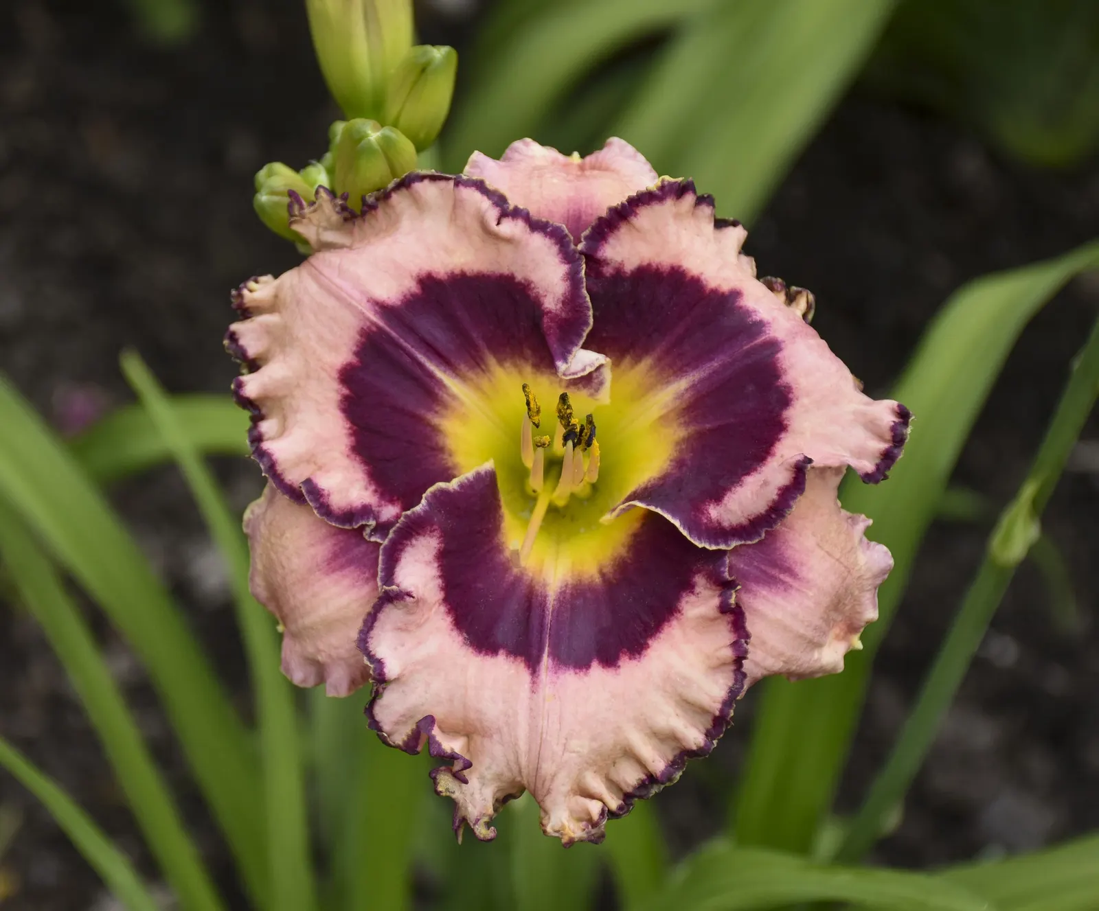 'Sound of My Heart' Daylily (Hemerocallis hybrid) — It grows about 28 inches tall and 18-24 inches wide