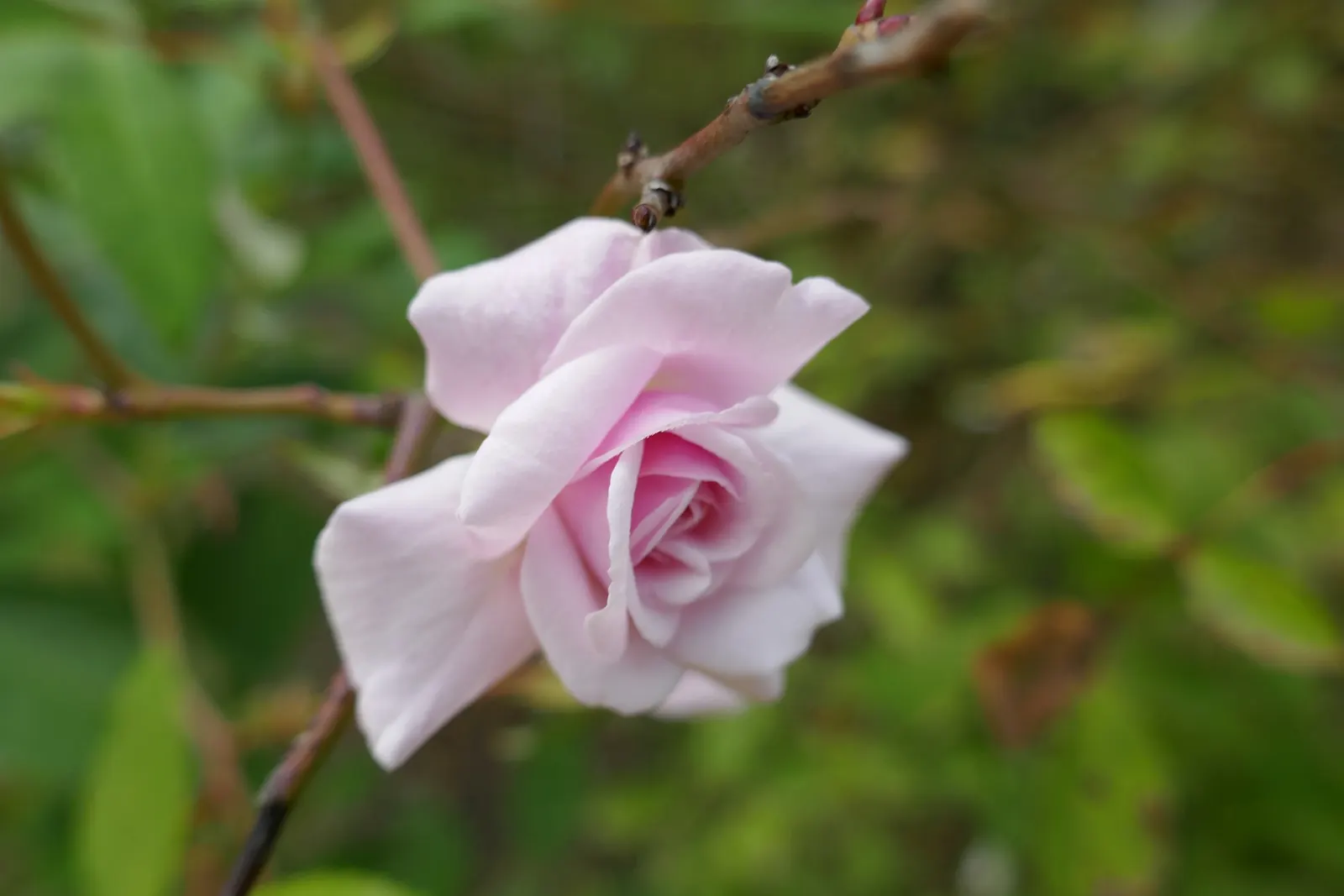 Cecile Brunner Rose (Polyantha) (Rosa 'Cecile Brunner') — Regular watering and occasional fertilization will encourage a healthier and more floriferous shrub