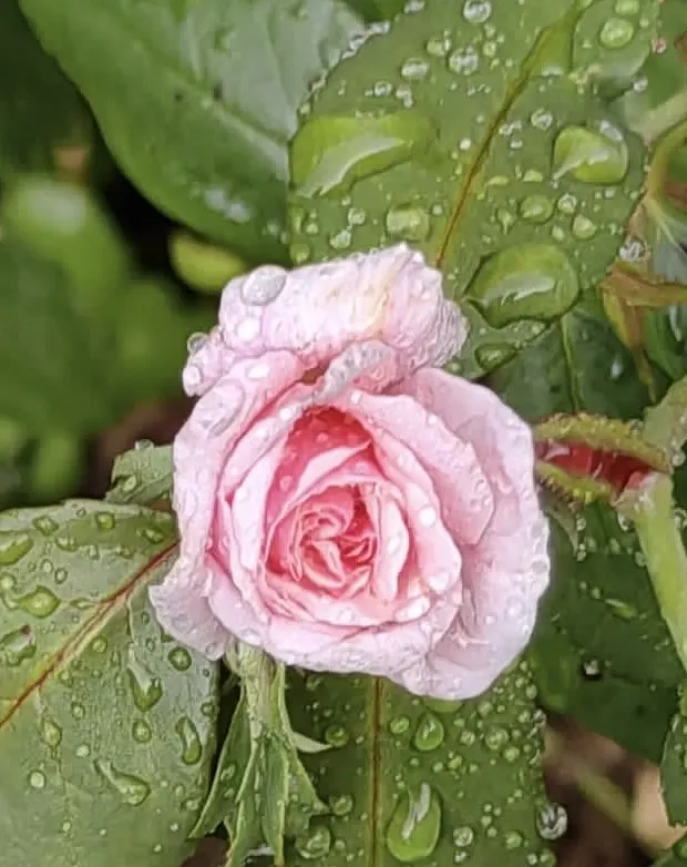 Cecile Brunner Rose (Polyantha) (Rosa 'Cecile Brunner') — which include full sun exposure for at least six hours a day and well-draining soil