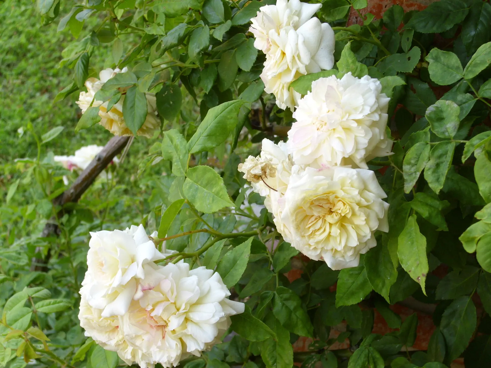 Cecile Brunner Rose (Polyantha) (Rosa 'Cecile Brunner') — The Rosa \'Cecile Brunner\', affectionately called the "Sweetheart Rose," is a charming, image 30
