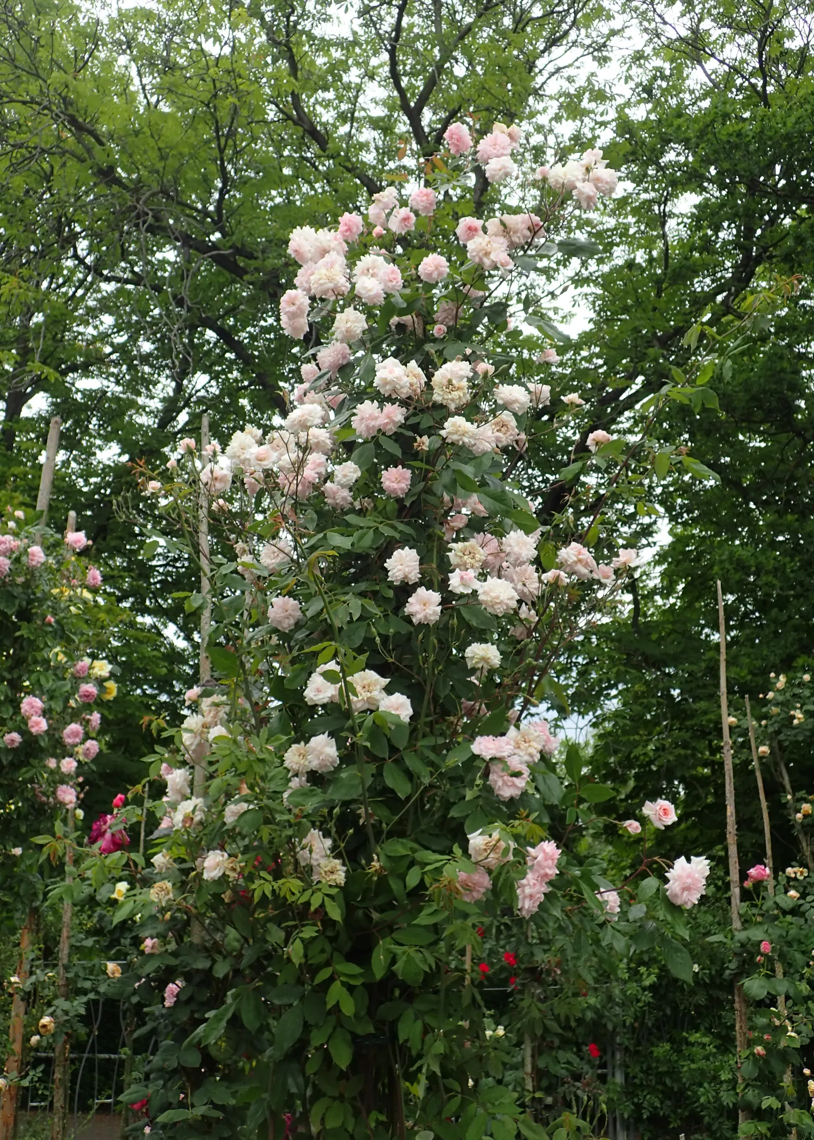 Cecile Brunner Rose (Polyantha) (Rosa 'Cecile Brunner') — vine with pink blooms