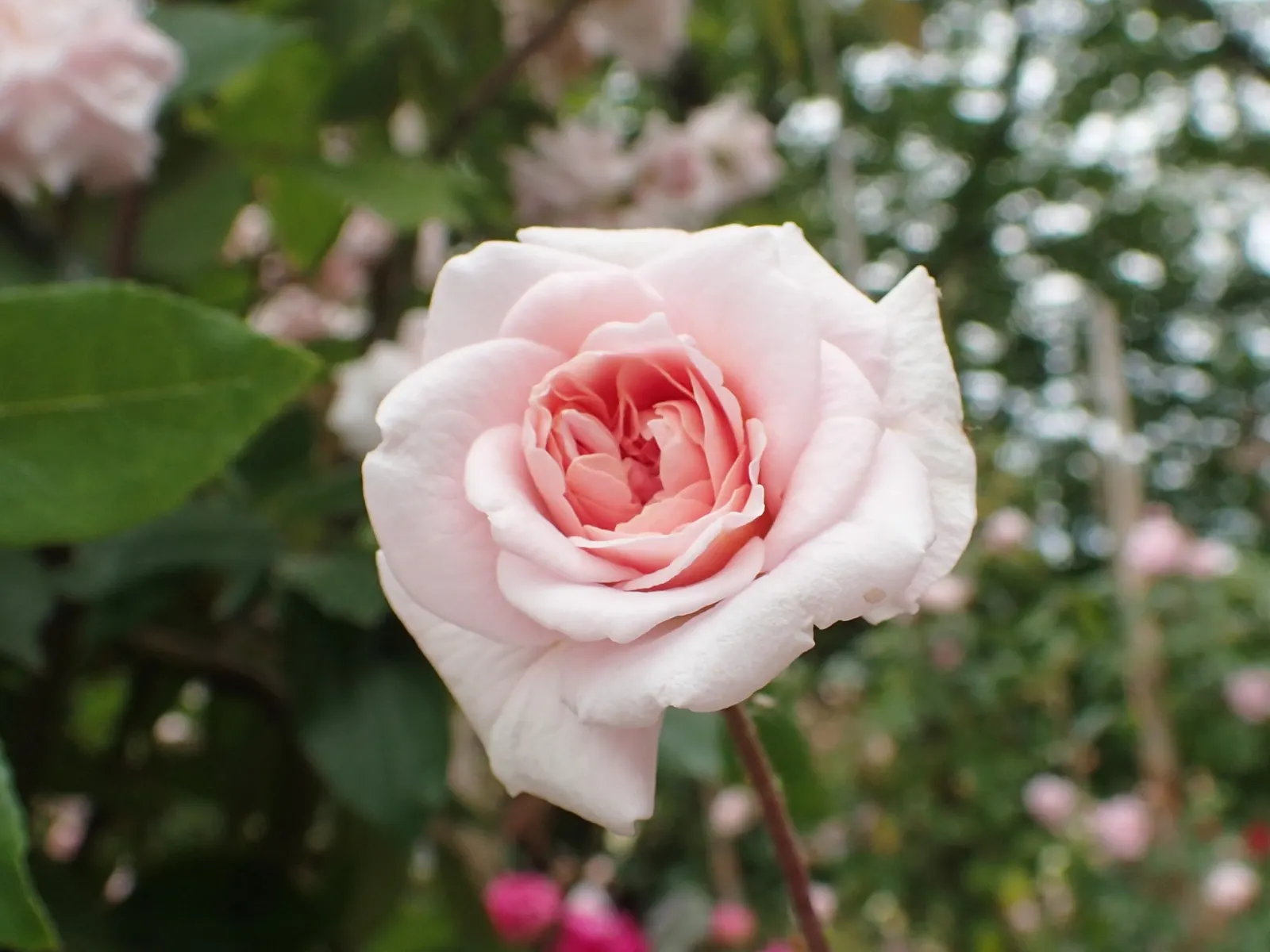 Cecile Brunner Rose (Polyantha) (Rosa 'Cecile Brunner') — or as a feature in a nostalgic rose collection