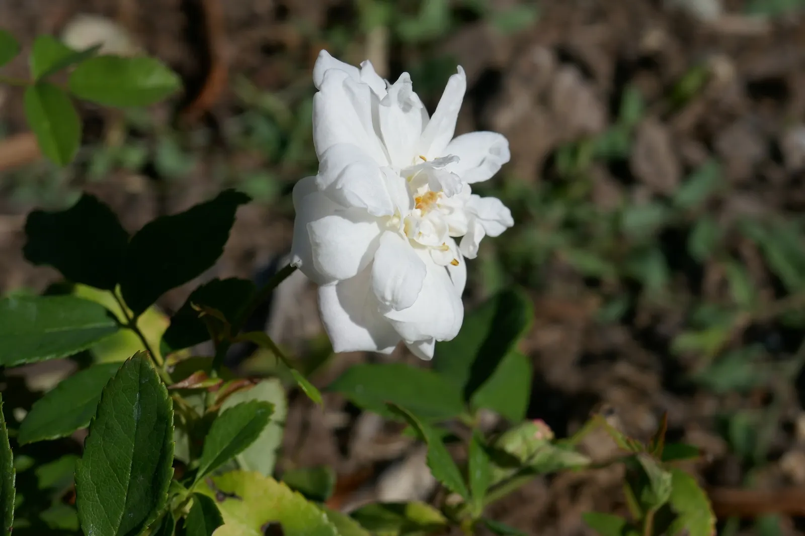 Cecile Brunner Rose (Polyantha) (Rosa 'Cecile Brunner') — the late winter or early spring months