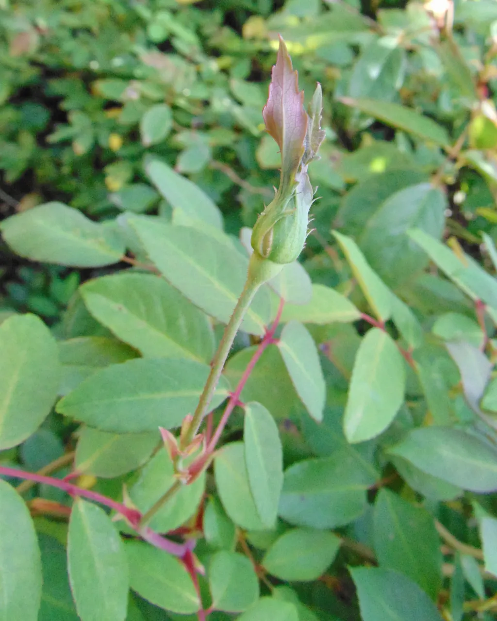 Cecile Brunner Rose (Polyantha) (Rosa 'Cecile Brunner') — demonstrating a robust resistance to a wide range of environmental conditions