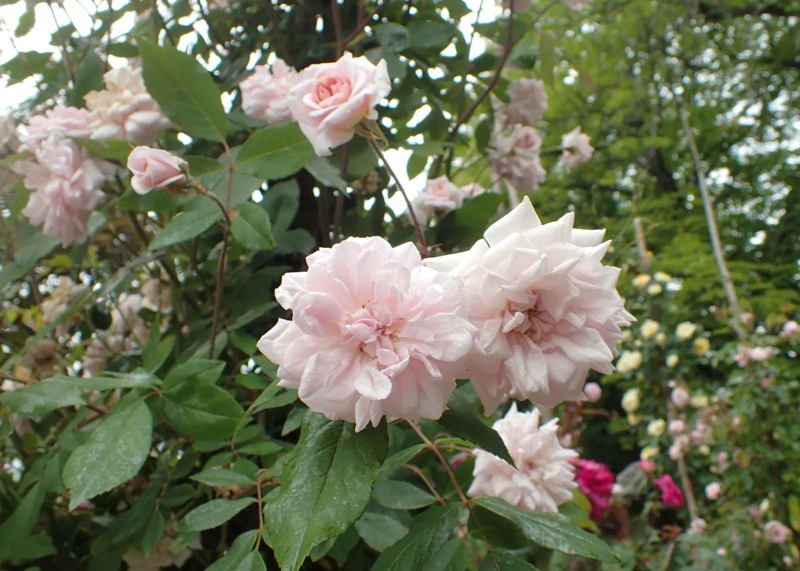 Cecile Brunner Rose (Polyantha) (Rosa 'Cecile Brunner') — pink flowers in the garden