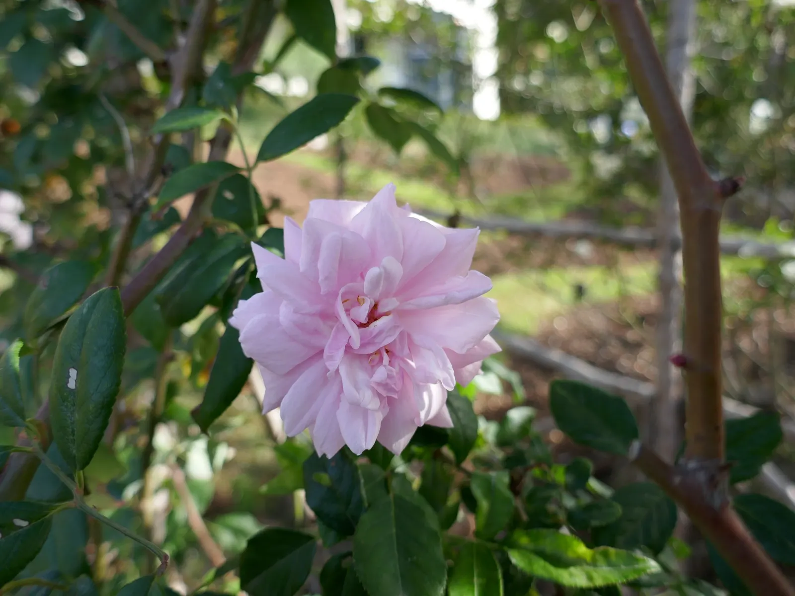 Cecile Brunner Rose (Polyantha) (Rosa 'Cecile Brunner') — and the roses bloom prolifically from late spring well into the fall