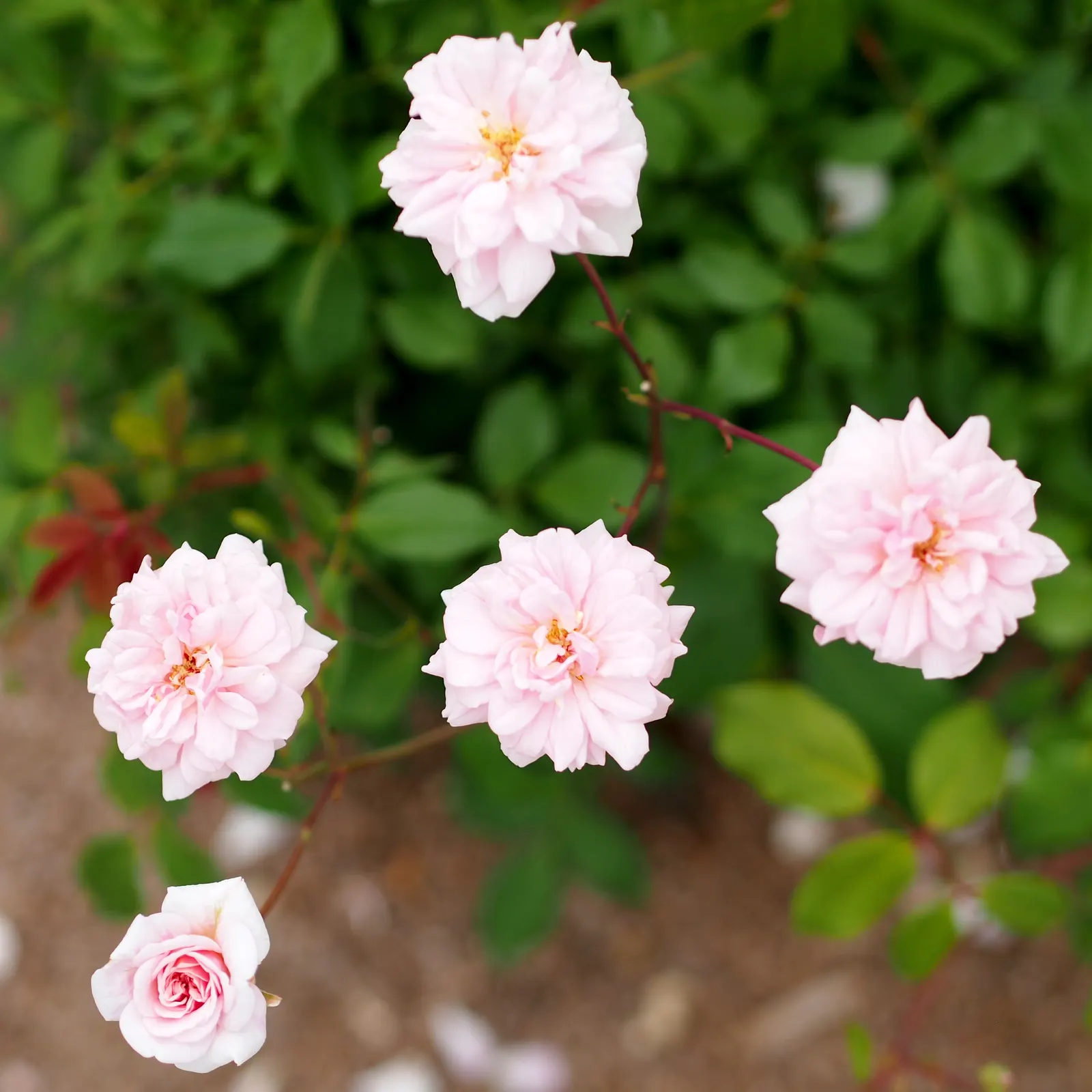 Cecile Brunner Rose (Polyantha) (Rosa 'Cecile Brunner') — Its compact size reaches up to 4 feet in height and 3 feet in width