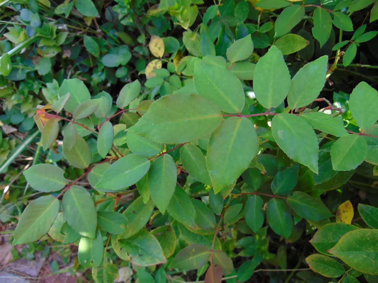 Cecile Brunner Rose (Polyantha) (Rosa 'Cecile Brunner') — With a mature size typically reaching up to 4 feet in height and a spread of 3 feet