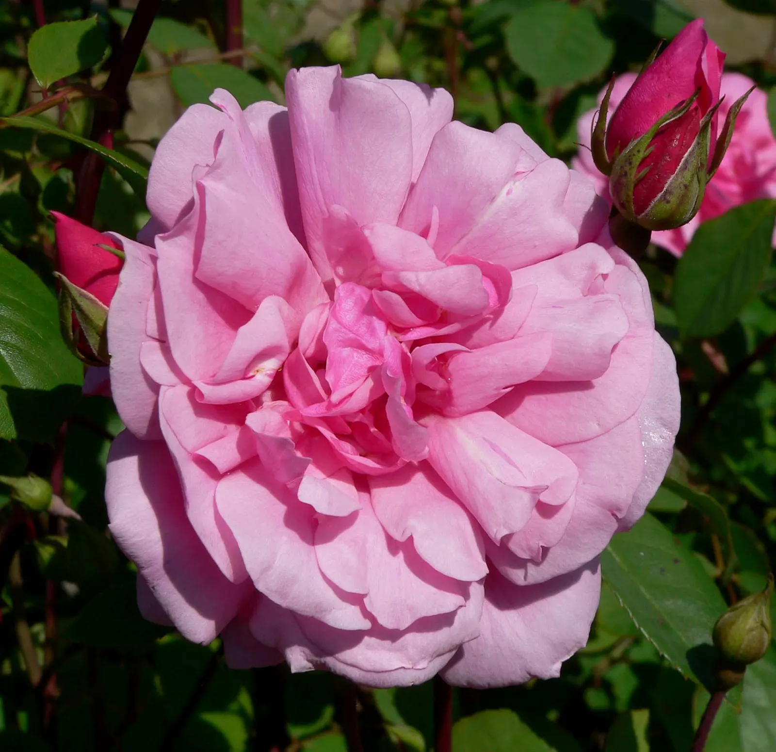 Cecile Brunner Rose (Polyantha) (Rosa 'Cecile Brunner') — with pale pink petals spiraling around a button-eye center