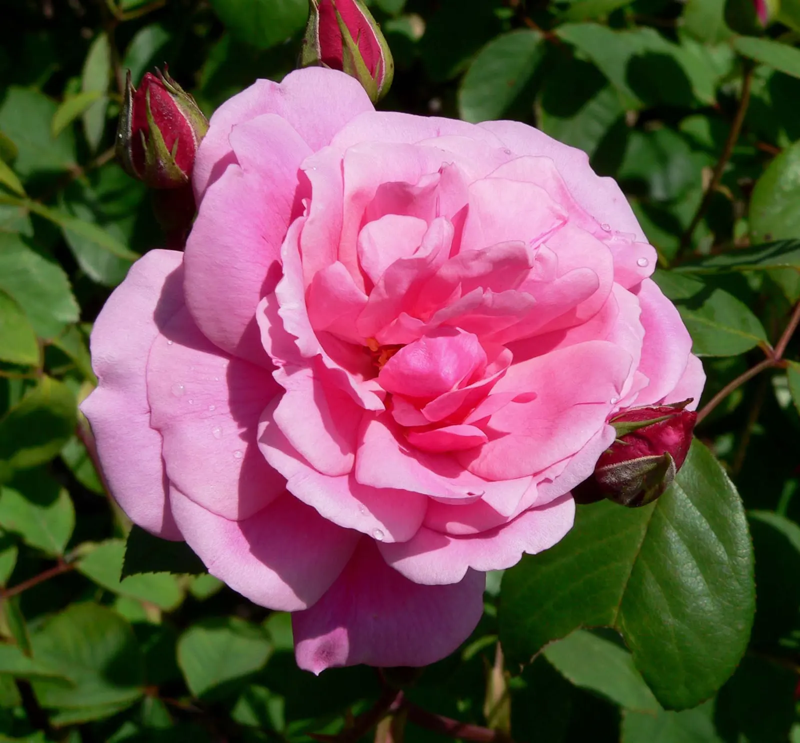 Cecile Brunner Rose (Polyantha) (Rosa 'Cecile Brunner') — This enchanting rose variety makes a delightful addition to cottage gardens