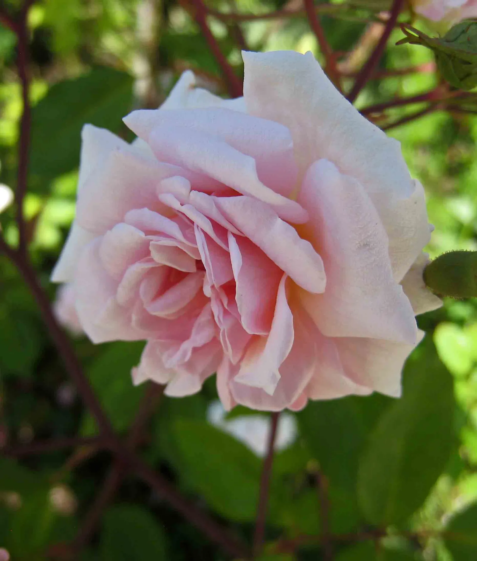 Cecile Brunner Rose (Polyantha) (Rosa 'Cecile Brunner') — is a cherished polyantha rose variety renowned for its diminutive