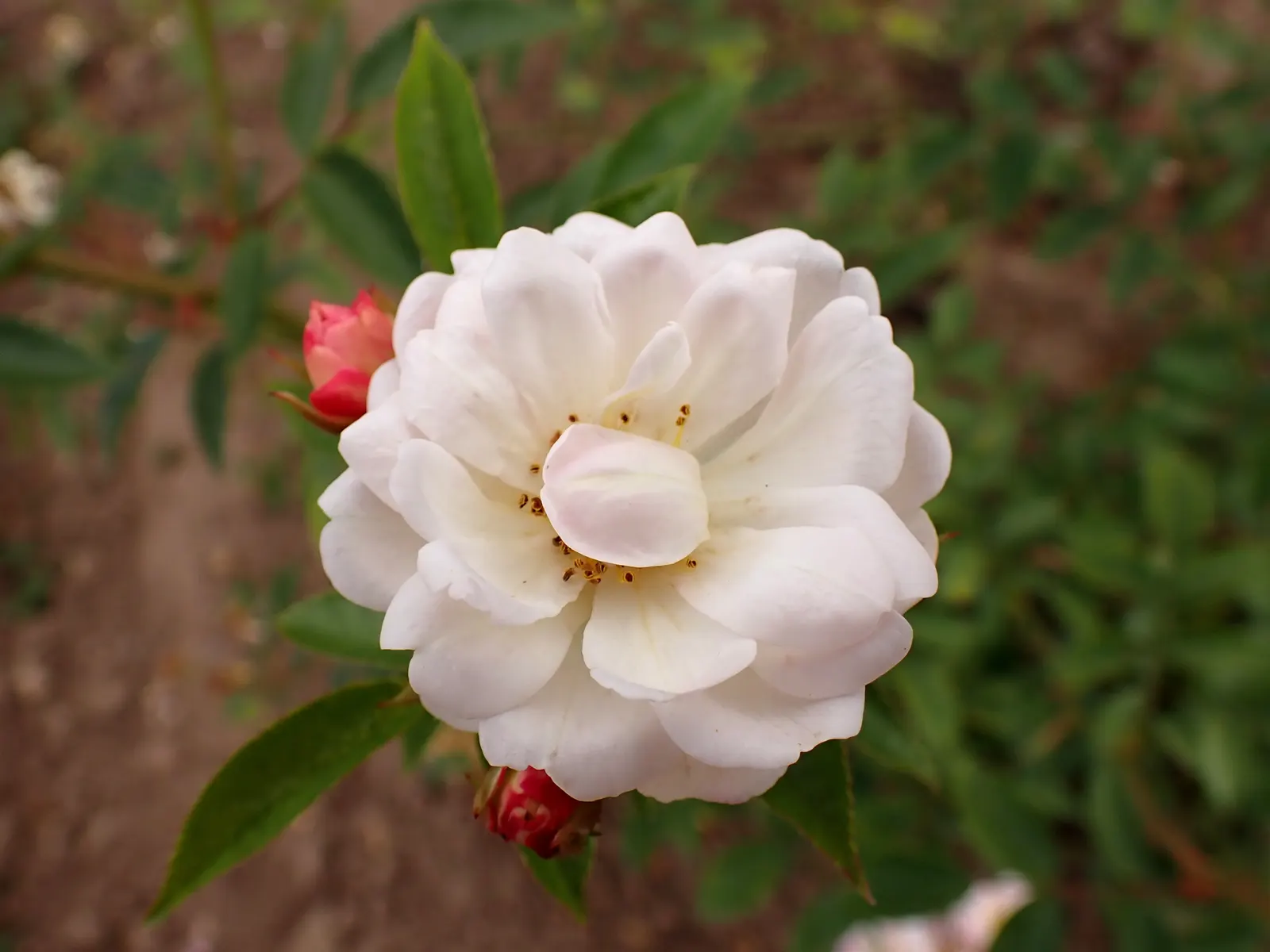 Cecile Brunner Rose (Polyantha) (Rosa 'Cecile Brunner') — Its foliage is a vibrant green
