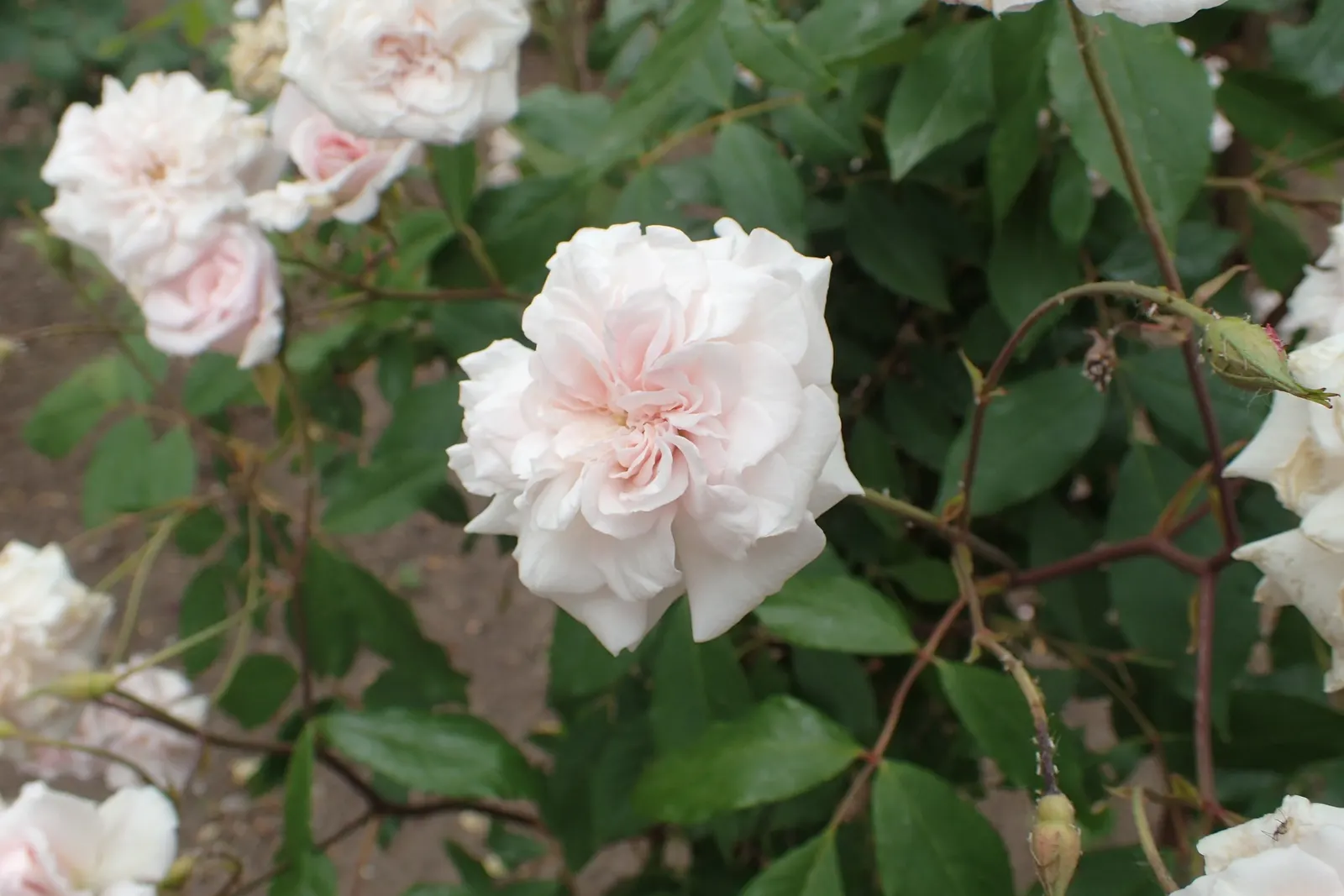 Cecile Brunner Rose (Polyantha) (Rosa 'Cecile Brunner') — vine for full or half