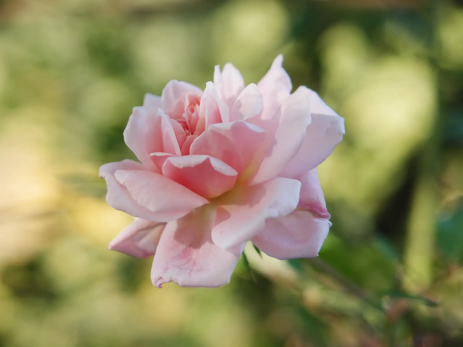 Cecile Brunner Rose (Polyantha) (Rosa 'Cecile Brunner') — This prolific bloomer features clusters of small, delicate pale pink blossoms with a, image 31