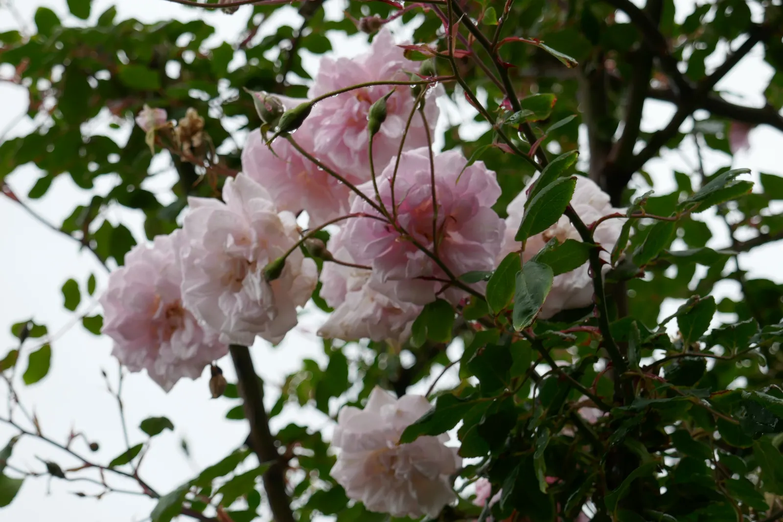 Cecile Brunner Rose (Polyantha) (Rosa 'Cecile Brunner') — yet exquisitely formed pink blooms