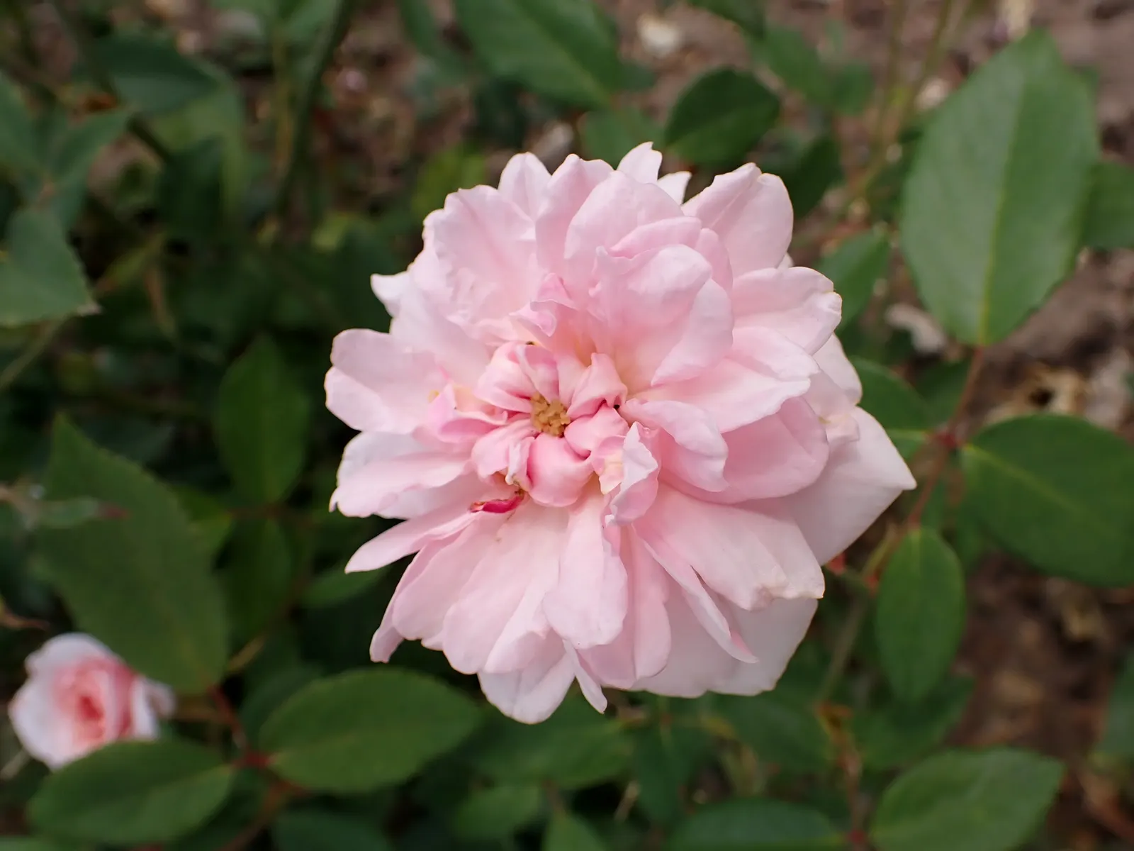 Cecile Brunner Rose (Polyantha) (Rosa 'Cecile Brunner') — offering a striking backdrop to the lighter flowers