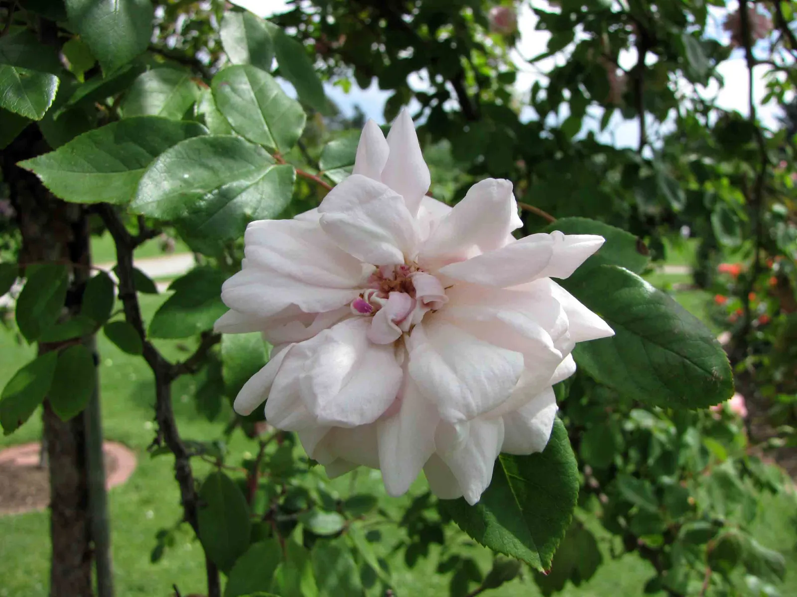 Cecile Brunner Rose (Polyantha) (Rosa 'Cecile Brunner') — Pruning should occur in the dormant season