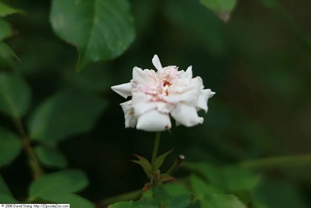 Cecile Brunner Rose (Polyantha) (Rosa 'Cecile Brunner') — This prolific bloomer features clusters of small, delicate pale pink blossoms with a light, sweet