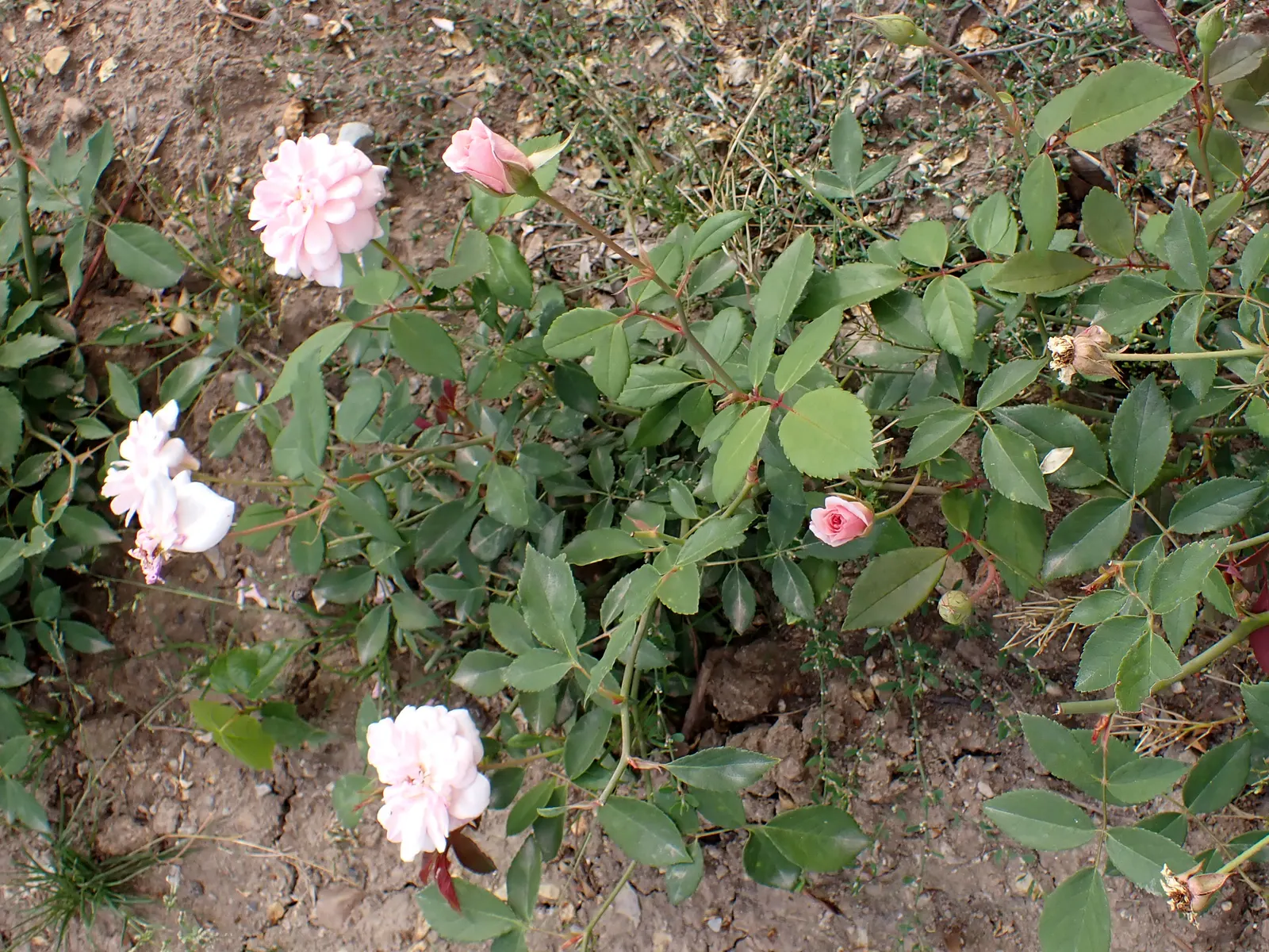 Cecile Brunner Rose (Polyantha) (Rosa 'Cecile Brunner') — Rosa 'Cecile Brunner' is hardy in USDA zones 4 through 11