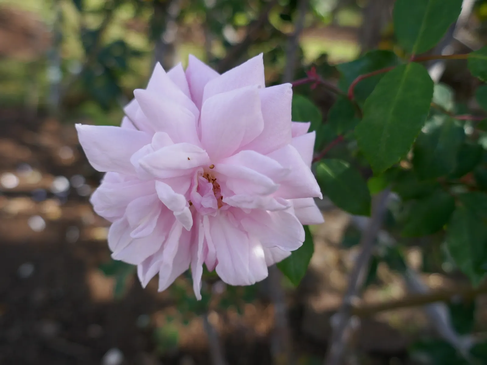 Cecile Brunner Rose (Polyantha) (Rosa 'Cecile Brunner') — providing extended visual interest.<br><br>In terms of climate adaptability