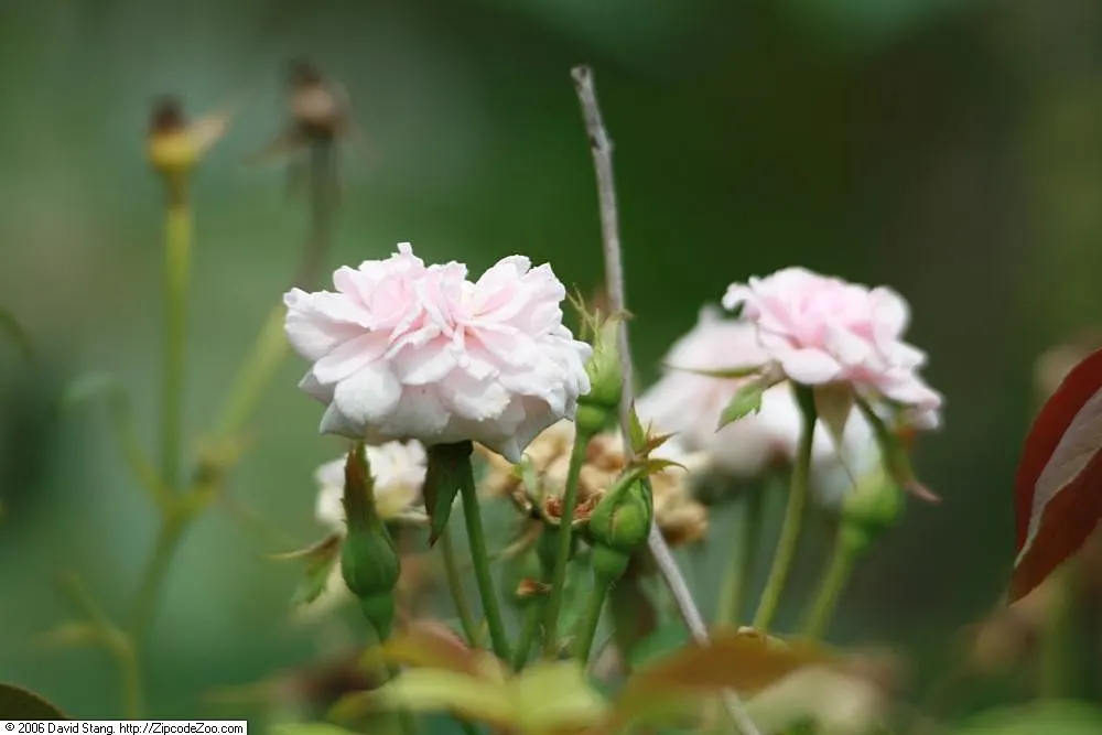 Cecile Brunner Rose (Polyantha) (Rosa 'Cecile Brunner') — The Rosa \'Cecile Brunner\', affectionately called the "Sweetheart Rose," is a charming polyantha