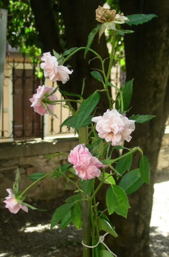 Cecile Brunner Rose (Polyantha) (Rosa 'Cecile Brunner') — Its compact size reaches up to 4 feet in height and 3 feet in width; offering a striking backdrop to
