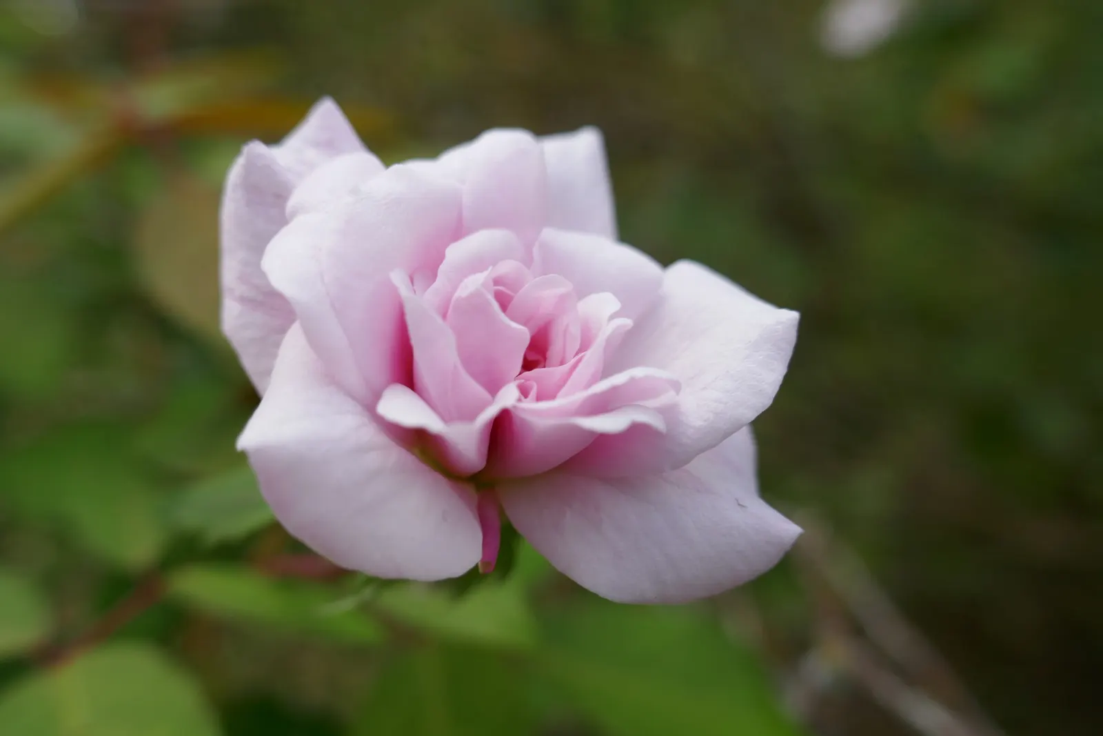 Cecile Brunner Rose (Polyantha) (Rosa 'Cecile Brunner') — sweet fragrance that can enliven any landscape setting