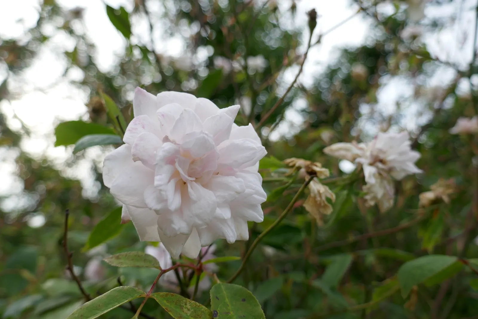 Cecile Brunner Rose (Polyantha) (Rosa 'Cecile Brunner') — boasting an average diameter of roughly 1 to 1.5 inches