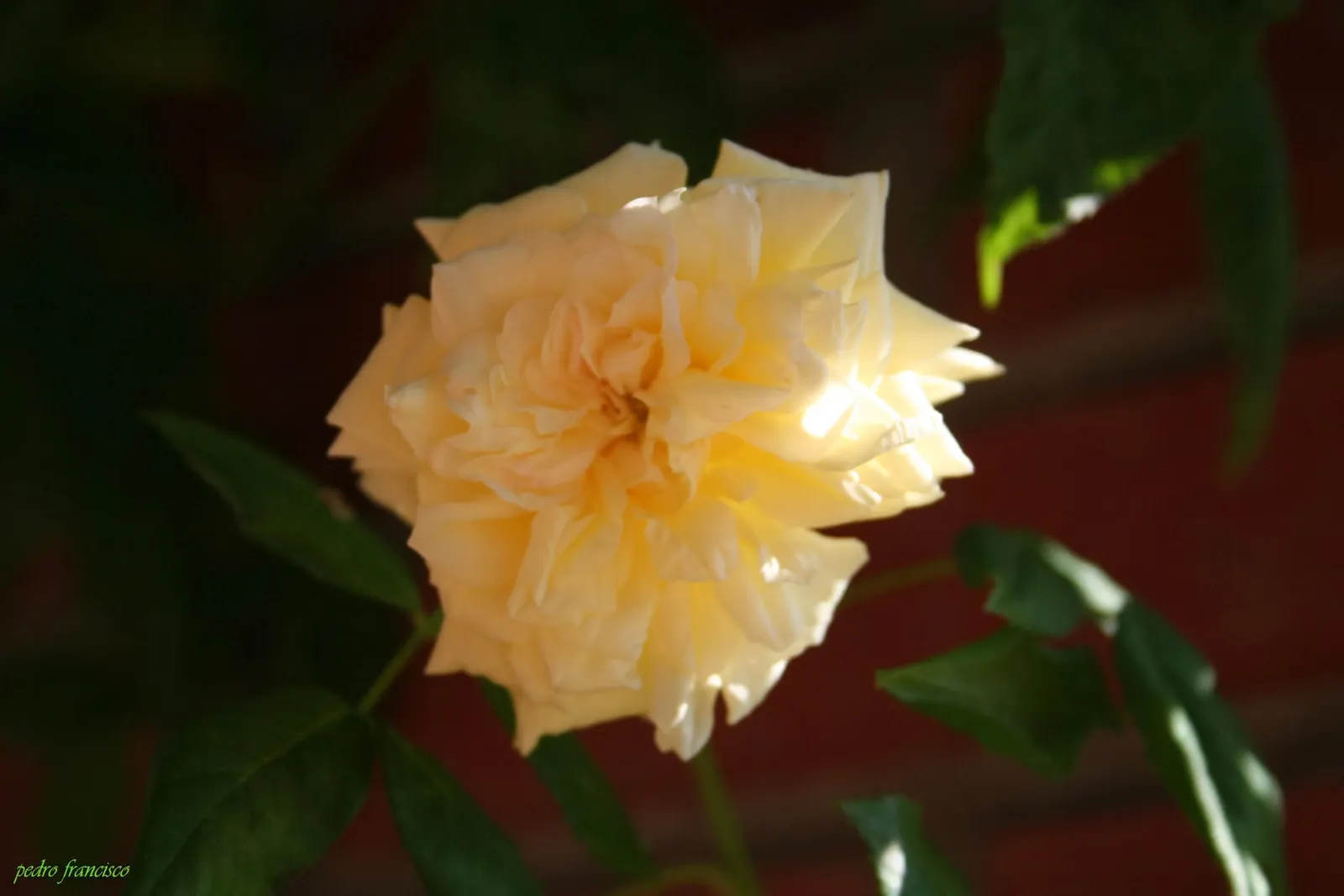 Cecile Brunner Rose (Polyantha) (Rosa 'Cecile Brunner') — commonly referred to as the Cecile Brunner or Sweetheart Rose