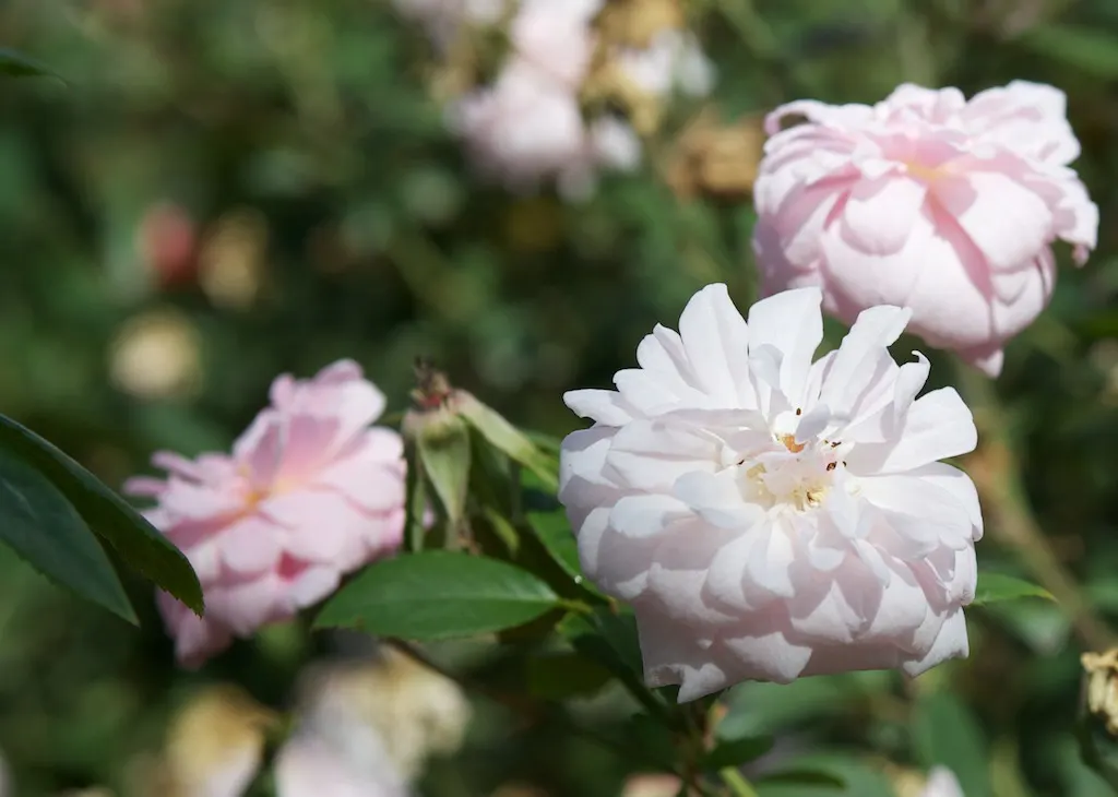 Cecile Brunner Rose (Polyantha) (Rosa 'Cecile Brunner') — consider its optimal growing conditions