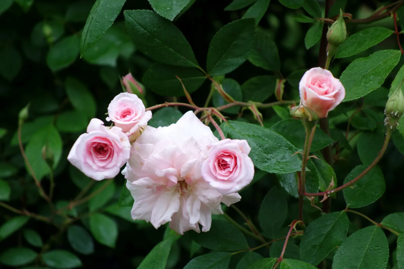 Cecile Brunner Rose (Polyantha) (Rosa 'Cecile Brunner') — Hardy and disease-resistant, it thrives in full sun, requiring minimal care for continual summer