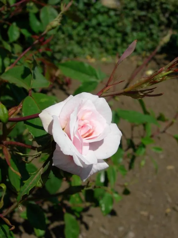 Cecile Brunner Rose (Polyantha) (Rosa 'Cecile Brunner') — making it ideal for borders and small gardens