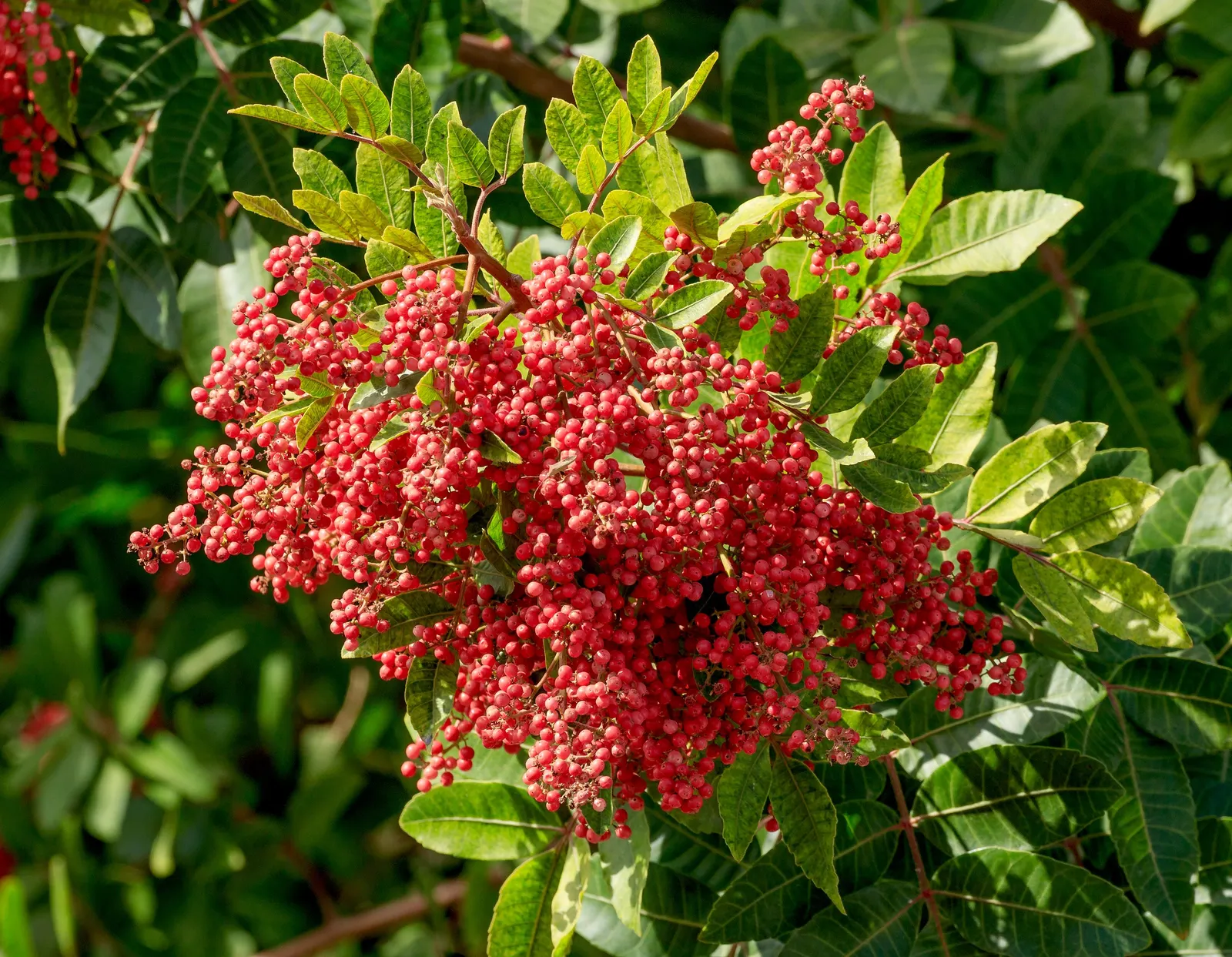 Brazilian Pepper Tree (Schinus Terebinthifolius) — contribute to this tree's invasive nature